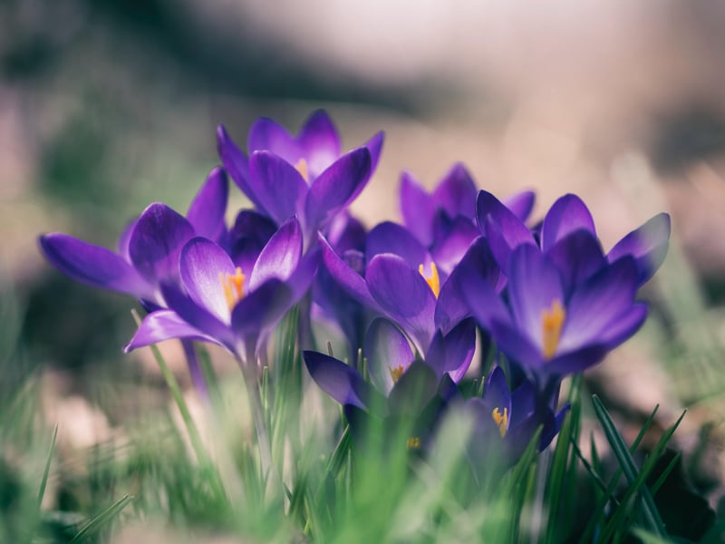 lila Frühlingsblumen in Großaufnahme